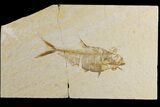 Bargain, Fossil Fish (Diplomystus) - Wyoming #183183-1
